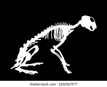 Rabbit skeleton vector silhouette illustration isolated on black background. Herbivore hare fossil symbol in museum of science and biology.