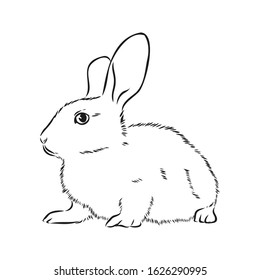 Rabbit sketch, domestic animal, vector illustration 