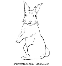 rabbit sketch, drawing, illustration