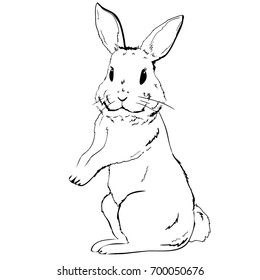 rabbit sketch, drawing, illustration