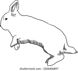 Dibujo de boceto de conejo. Realista ilustración de vector aislado dibujada a mano de un animal lindo.