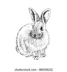 Rabbit Sketch. Hand Drawn Vector Illustration.