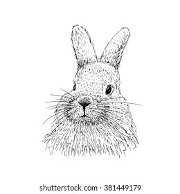 
Rabbit sketch. Hand drawn vector illustration.