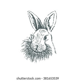 
Rabbit sketch. Hand drawn vector illustration.