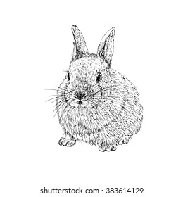 Rabbit sketch. Hand drawn vector illustration.