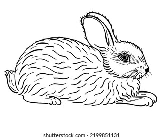 Rabbit sketch. Seating bunny. Hare isolated on white background. Hand drawn sketch Engraving style. Chinese New Year Symbol. Easter cheerful character. Vector illustration.