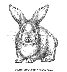 Rabbit sketch. Vector hand drawn wild rabbit isolated on white background, vintage hare or bunny black drawing