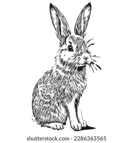 Rabbit small animal cute fluffy realistic, vector black and white, hare
