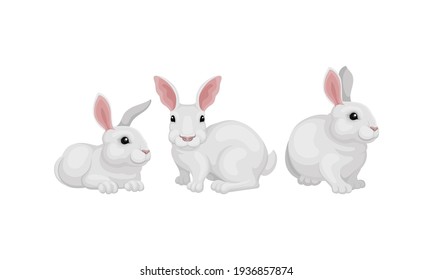 Rabbit as Small Mammal with White Coat in Different Poses Vector Set