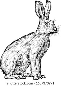 A rabbit squatting to rest. Hand drawn vector illustration.
