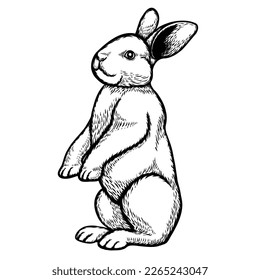 Conejo de pie observando la zona. Esbozo conejo dibujado a mano Ilustración vectorial, vintage estilo tinta