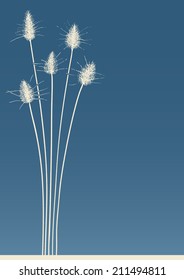 rabbit tail grass on background