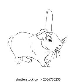 Arte de línea delgada conejo. Crianza de animales de granja. Conejo de contorno lindo. Logo de la tienda de mascotas, etiqueta de comida. Hand dibujó una ilustración vectorial realista. Elemento de doodle simple aislado.