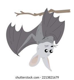 Rabbit vampire bat hanging on a branch