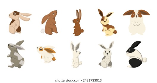 Rabbit Vector Element Collection Set