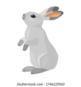 Rabbit vector icon.Cartoon vector icon isolated on white background rabbit.