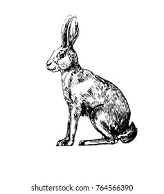 rabbit vector illustration ,hand drawing ,engraving ink , isolated 