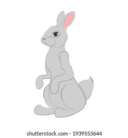 Rabbit vector illustration on the white background.