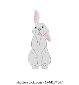 Rabbit vector illustration on the white background.