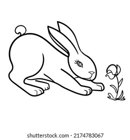 Rabbit Vector On White Background , Use for Web, line , icon or logo, cartoon bunny. hare pose . plants