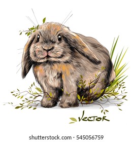 rabbit vector sketch