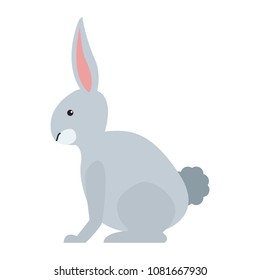 Rabbit wild animal