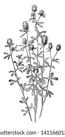Rabbit-Foot Clover is a flowering plant. Those leaves are divided into three sessile leaflets. The flowers are grouped in a dense inflorescence long and broad and flowers are rosy white in color