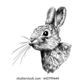 the rabbit-head in profile, sketch vector graphics black and white drawing