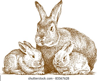 Rabbits