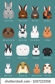 rabbits breeds chart