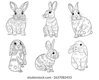 Rabbits, Bunny white isolate background