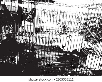 The Rabbits In The Cage 2
