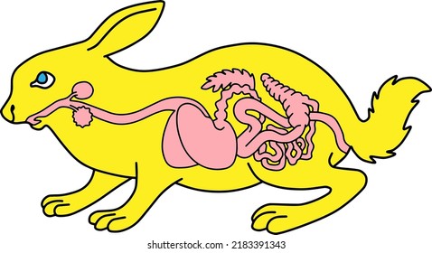 THE RABBITS DIGESTIVE SYSTEM VECTOR
