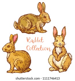 Rabbits, hare, cute little bunny collection set hand drawn line art ink sketch stock vector illustration isolated on white background