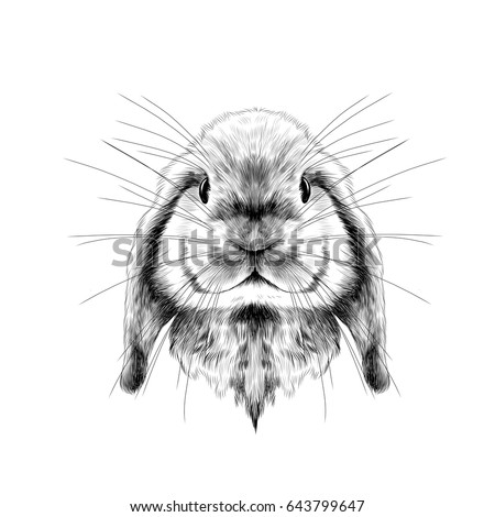 Download Rabbits Head Full Face Symmetrical Sketch Stock Vector ...