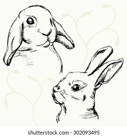 Rabbits muzzle sketch