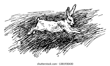 Rabbits are small mammals. Male rabbit is called buck, female rabbit is a doe & young rabbit is kitten. Card shows rabbit running, Vintage line drawing or engraving illustration.