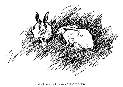 Rabbits are small mammals. Male rabbit is called buck, female rabbit is a doe & young rabbit is kittwo. Card shows rabbits sit on the grass , Vintage line drawing or engraving illustration.