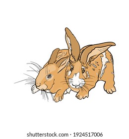 Rabbits vector illustration. Isolated hares for printing on postcards, preparation for designers, coloring, pet shops, farms
