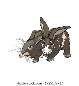 Rabbits vector illustration. Isolated hares for printing on postcards, preparation for designers, coloring, pet shops, farms