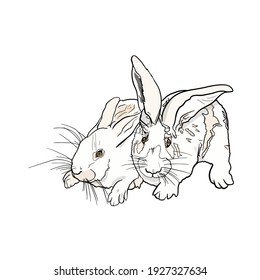 Kaninchen, Vektorgrafik. Hasen zum Bedrucken auf Postkarten, Vorbereitung für Designer, Färbung, Heimtierläden, Bauernhöfe