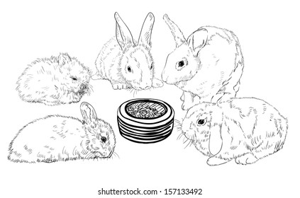 Rabbits waiting to eat their food by surrounding food bowl