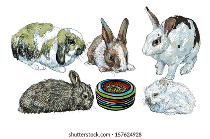 Rabbits waiting to eat their food by surrounding food bowl