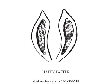 Rabbits's ear. Hand drawn illustration.