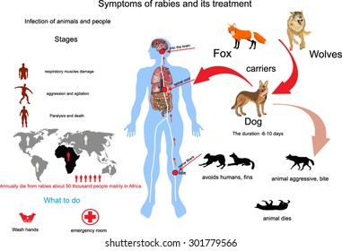 Rabies Infection Spreading Way And Transmition To Human Via Animals