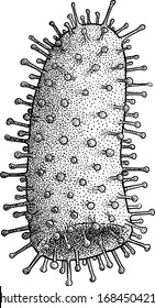 Rabies virus, bacteria illustration, drawing, engraving, ink, line art, vector