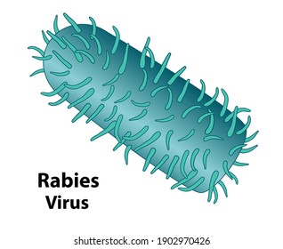 Rabies virus illustration. External structures of the rabies virion, close up of features, with a white background.