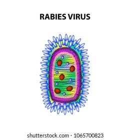 Rabies virus. Infographics. Vector illustration on isolated background.