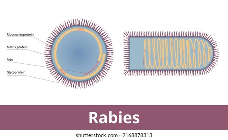 Rabies Virus (Rabies Lyssavirus) Is A Neurotropic Virus With Single RNA Strand, Bullet Shape And Cocentric Layers. Virion Visualization Including RNA, Glycoprotein, Matrix Protein And Nucleocapsid.