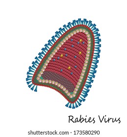 Rabies Virus Particle Structure